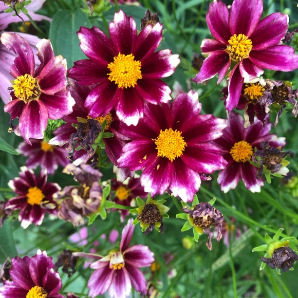 Meet your Posher, Joanna - Picture 1 of 1